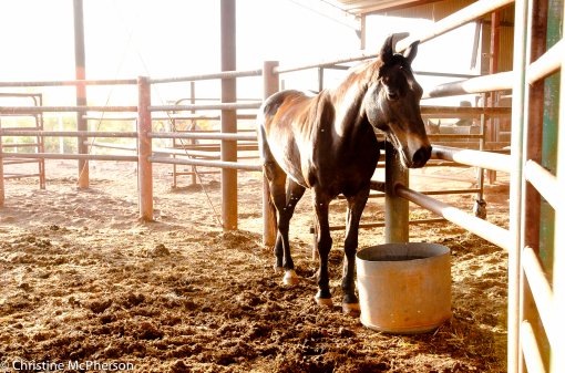 "Water Rat" the most groomed stock horse in the Pilbara thanks to Lily