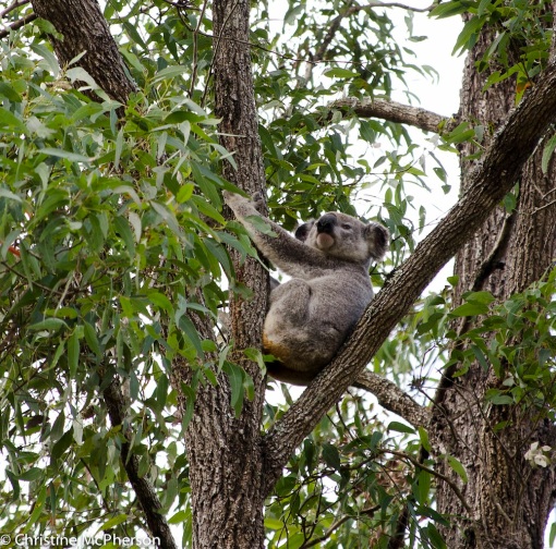 The Koala!